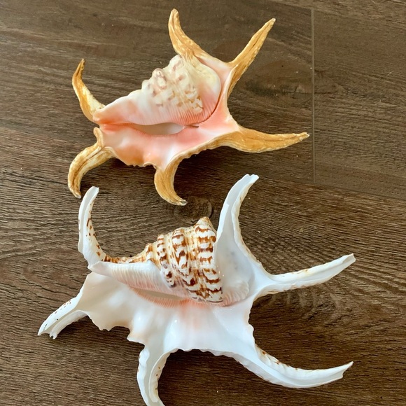 Chiragra Spider Conch Seashell - Picture 6 of 11